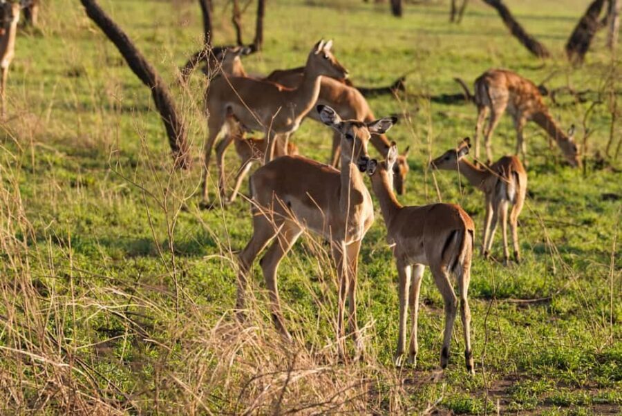 1 Day Trip Lake Manyara National Park - An In-Depth Look at the Lake Manyara Safari Experience