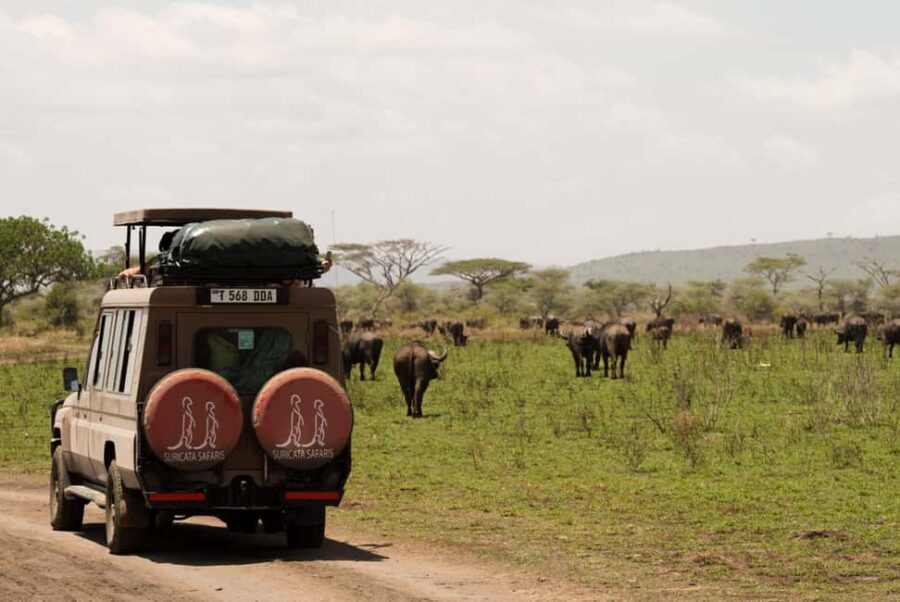 1 Day Trip Tarangire National Park - The Game Drive: Wildlife in Action