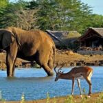 1 Day Tsavo East National Park, Wildlife Safari- Kenya - Frequently Asked Questions