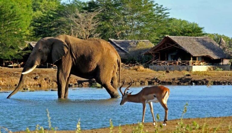 1 Day Tsavo East National Park, Wildlife Safari- Kenya - Frequently Asked Questions