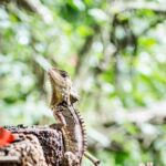 1-Hour Daintree River wildlife cruise - The Itinerary Breakdown