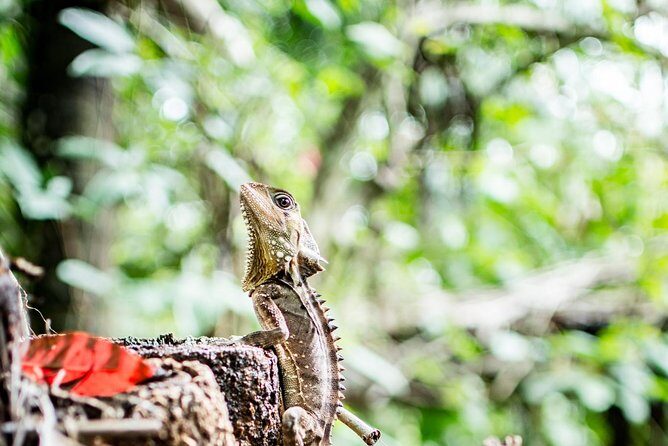 1-Hour Daintree River wildlife cruise - The Itinerary Breakdown
