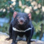 1-Hour Tasmanian Devil Feeding Day Tour at Cradle Mountain - The Experience Itself—More Than Just a Feeding