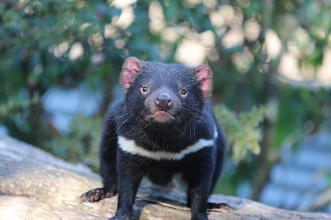 1-Hour Tasmanian Devil Feeding Day Tour at Cradle Mountain - The Experience Itself—More Than Just a Feeding