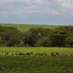 1-Night 2-Days to Mikumi from Dar-es-Salaam by luxury train - The Itinerary in Detail