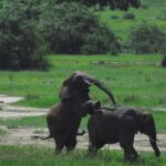 1-night 2-days to Mikumi NP from Dar-es-Salaam by luxury car - Wildlife Encounters and Highlights