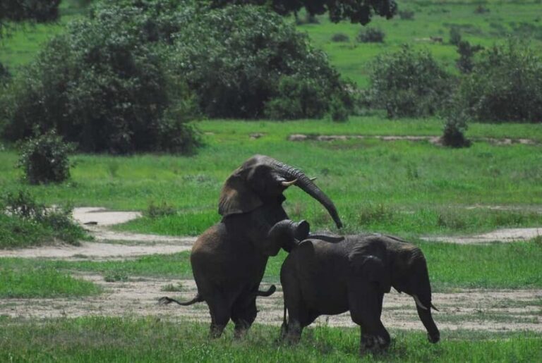 1-night 2-days to Mikumi NP from Dar-es-Salaam by luxury car - Wildlife Encounters and Highlights