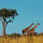 1 Night Mikumi Adventure safari From Dar es Salaam - Overview of the Tour Experience