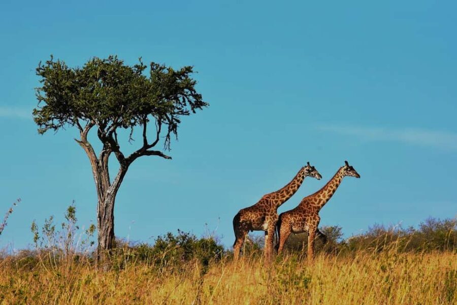 1 Night Mikumi Adventure safari From Dar es Salaam - Overview of the Tour Experience