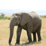 1-night to Mikumi N. Park from Dar-es-Salaam by luxury train - Authentic Insights from Past Travelers