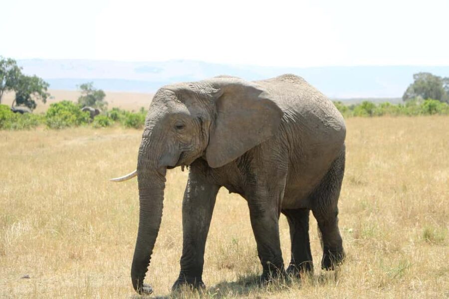 1-night to Mikumi N. Park from Dar-es-Salaam by luxury train - Authentic Insights from Past Travelers