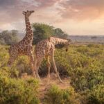 1-Night to Nyerere National Park from Zanzibar by flight - Whats Included and Whats Not