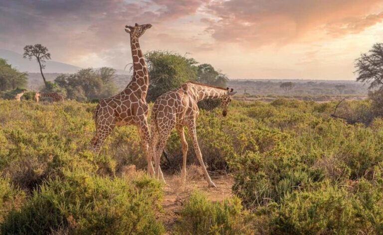 1-Night to Nyerere National Park from Zanzibar by flight - Whats Included and Whats Not