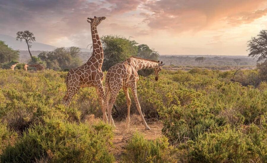 1-Night to Nyerere National Park from Zanzibar by flight - Whats Included and Whats Not