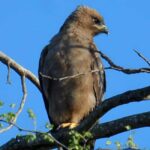 10 day Kruger and beyond photographic tour - What We Love About This Tour