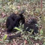 10-Day Uganda Rwanda Congo Tanzania Burundi Safari Tour - An In-Depth Look at the Itinerary