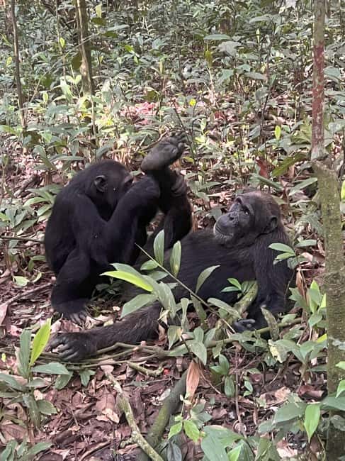 10-Day Uganda Rwanda Congo Tanzania Burundi Safari Tour - An In-Depth Look at the Itinerary