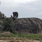 10 Days 9 Nights Best of Tanzania Luxury Safaris - Unique Experiences That Elevate the Tour