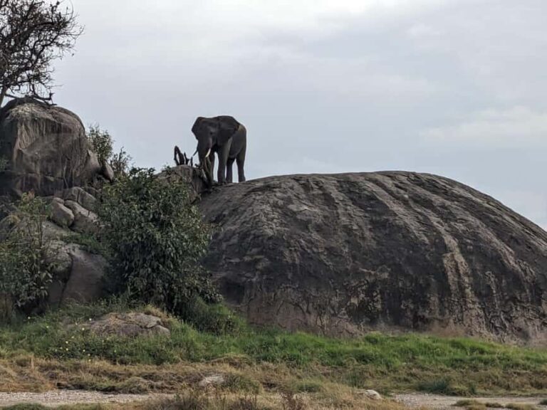 10 Days 9 Nights Best of Tanzania Luxury Safaris - Unique Experiences That Elevate the Tour