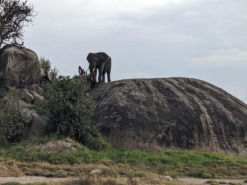 10 Days 9 Nights Best of Tanzania Luxury Safaris - Unique Experiences That Elevate the Tour