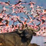 10 Days Kenya and Tanzania Amazing Wildlife Safari - Final Thoughts: Who Is This Safari Best For?
