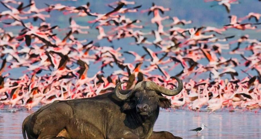 10 Days Kenya and Tanzania Amazing Wildlife Safari - Final Thoughts: Who Is This Safari Best For?