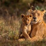 11 Day Cape Town, Kruger NP, Victoria Falls and Chobe NP - The Value and Practicalities