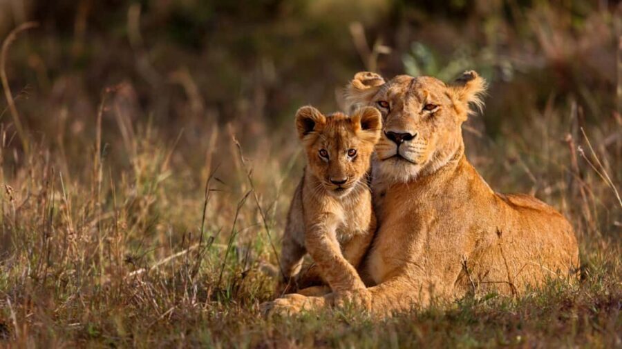 11 Day Cape Town, Kruger NP, Victoria Falls and Chobe NP - The Value and Practicalities