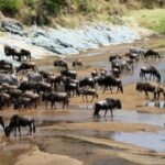 11-day Spirit & Soul of Africa safari in Kenya and Tanzania - Practical Aspects & Value