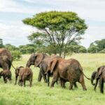 11 Days Kenya Safari Exploration on 4x4 Landcruiser Jeep - What Makes This Tour Stand Out?