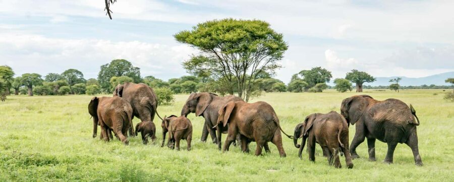 11 Days Kenya Safari Exploration on 4x4 Landcruiser Jeep - What Makes This Tour Stand Out?