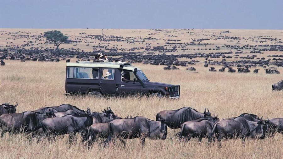 11 Days Tanzania Big Five Wildlife Safari and Zanzibar Beach - Why This Tour Offers Great Value