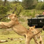 12 Day South Africa Tour Johannesburg to Cape Town - Practical Aspects and Value
