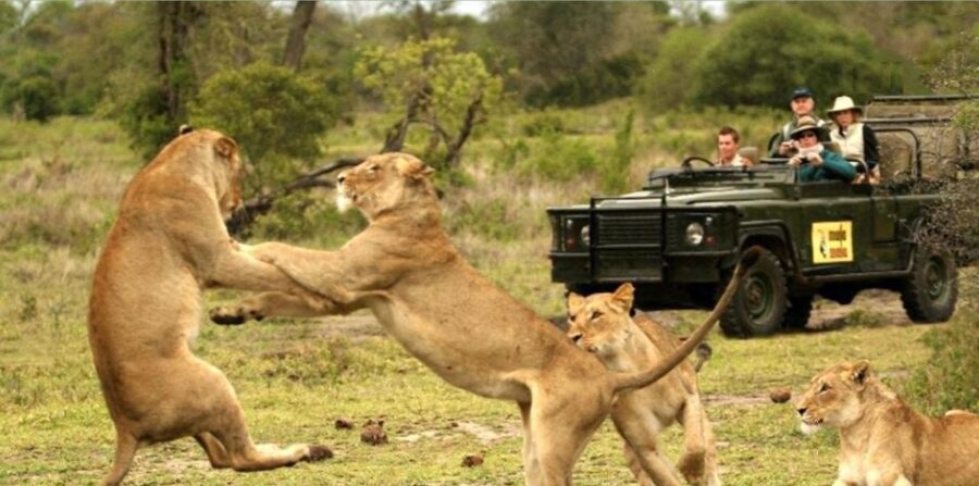 12 Day South Africa Tour Johannesburg to Cape Town - Practical Aspects and Value