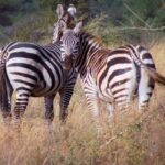 13 Days of Wild Wonder Kenya & Tanzania Safari in a 4x4 Jeep - Detailed Day-by-Day Breakdown