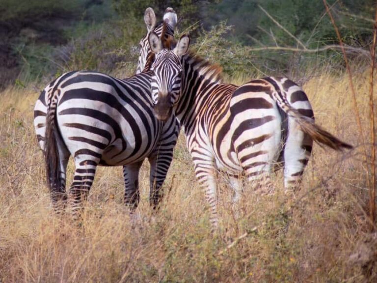 13 Days of Wild Wonder Kenya & Tanzania Safari in a 4x4 Jeep - Detailed Day-by-Day Breakdown