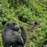 13-Days wildlife safari in Rwanda - What Does the Price Cover and What Are the Extra Costs?