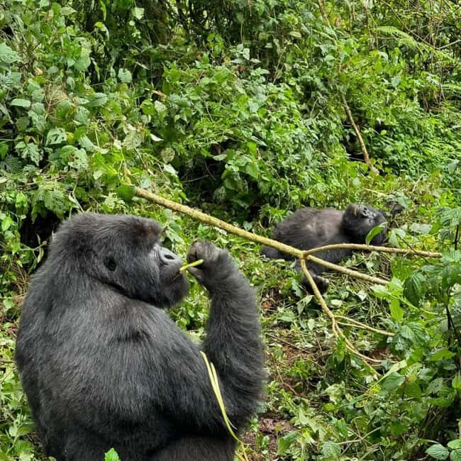 13-Days wildlife safari in Rwanda - What Does the Price Cover and What Are the Extra Costs?