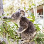 14-Day Sydney to Cairns, Fraser, Whitsundays Comfort Tour - What’s Included and What’s Not