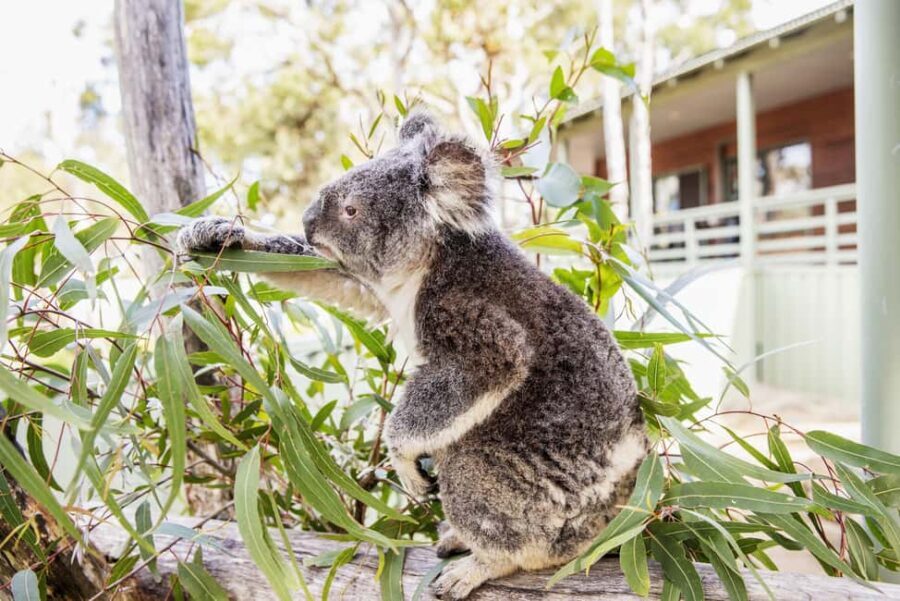 14-Day Sydney to Cairns, Fraser, Whitsundays Comfort Tour - What’s Included and What’s Not