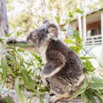 14 Day Tour from Sydney to Cairns Fraser Island and Whitsundays - What Does the Price Cover and What Isn’t Included?