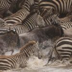 14Days Kenya Luxury Wildlife Safari with Diani Beach Holiday - Final Thoughts: Who Is This Tour Best For?