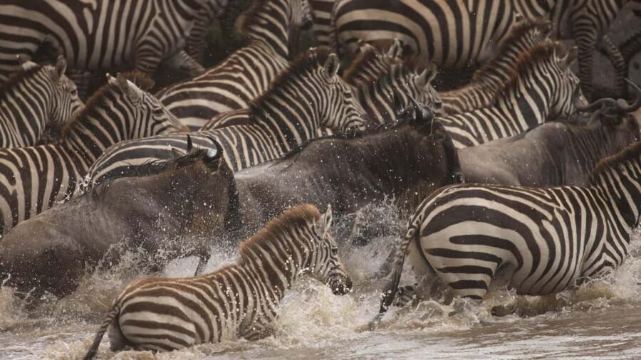 14Days Kenya Luxury Wildlife Safari with Diani Beach Holiday - Final Thoughts: Who Is This Tour Best For?