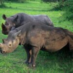 15-Day best of Rwanda Safari with Gorilla trek Experience. - What to Expect from the Experience