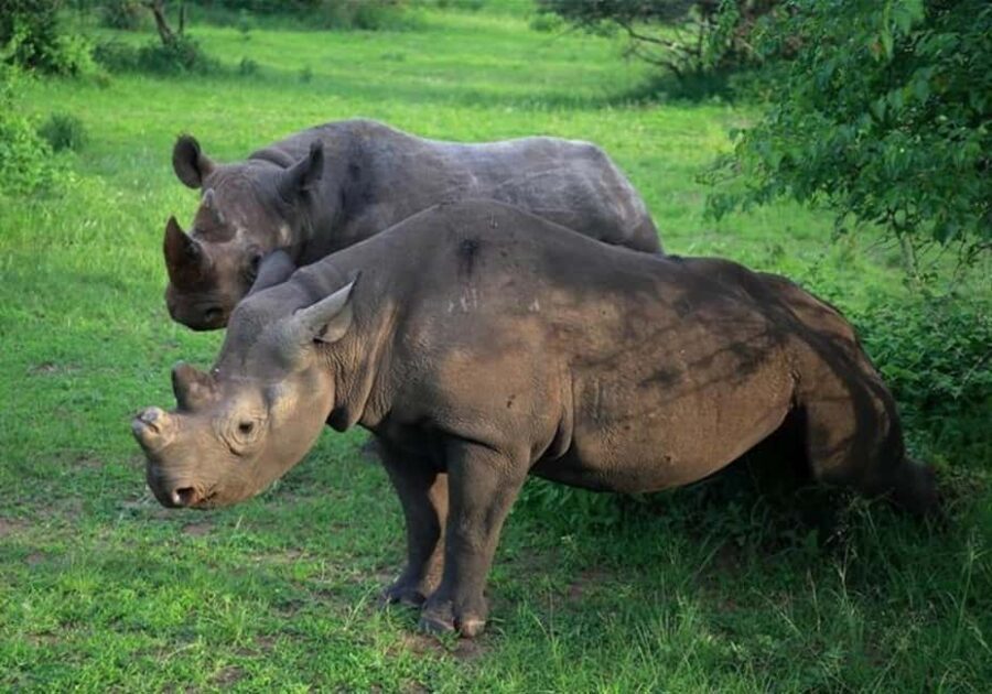 15-Day best of Rwanda Safari with Gorilla trek Experience. - What to Expect from the Experience