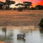1Day Safari Tour Tarangire National Park Join Group - Key Points