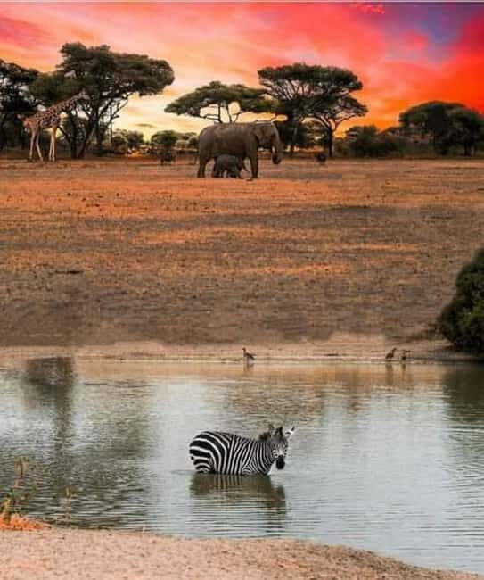 1Day Safari Tour Tarangire National Park Join Group - Key Points