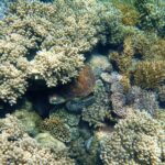 2 1/4 hr Low Isles Reef Sprinter Snorkeling Tour-No Island Access - The Itinerary Breakdown