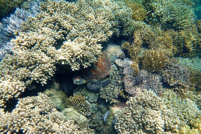 2 1/4 hr Low Isles Reef Sprinter Snorkeling Tour-No Island Access - The Itinerary Breakdown