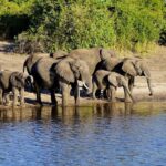 2-day 1-night safari from Zanzibar to Nyerere by flight - What Makes This Tour Stand Out